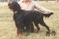 Setter Gordon BLACK DEVIL'S COMET Setter Gordon BLACK DEVIL'S COMET